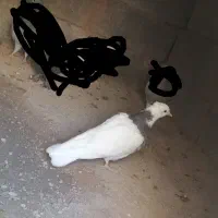 کبوتر طوقی دستی