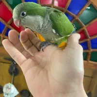 جوجه سرلاکی و نرم خور راهب (تک و تعداد)ملنگو کاسکو|پرنده|تهران, جیحون|دیوار