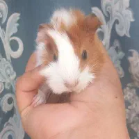 خوکچه هندی|موش و خرگوش|مشهد, شهرک شهید باهنر|دیوار