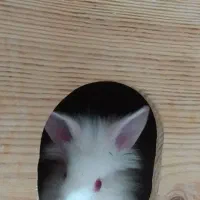 واگذاری رایگان چند تا بچه خرگوش زیبا و بازیگوش|موش و خرگوش|آبادان, |دیوار