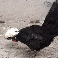 مرغ لهستانی تخم گذار