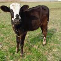 لیشه جنس آمپولی گاو گوساله.