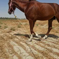 اسب زیبا چهار قلم و پیشونی سفید|اسب و تجهیزات اسب‌سواری|بندر ماهشهر, |دیوار