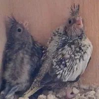 جوجه عروس هلندی