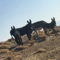 خر گله ای|حیوانات مزرعه|داران, |دیوار