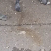 سه تا کفتر درجه یک|پرنده|نورآباد, |دیوار