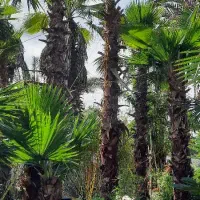 فروش درختچه پالم،یاس هلندی،سیکاس و..|خدمات باغبانی و درختکاری|تهران, شهرک غرب|دیوار