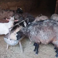 میش شال آبستن|حیوانات مزرعه|اردکان, |دیوار