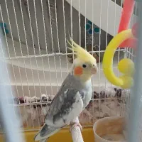 پرنده