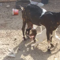 بز گلابی اصل  با دوتا کهر ماده|حیوانات مزرعه|زهک, |دیوار