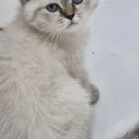 بریتیش سیلور