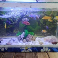 ماهی ماکرو آفریقای