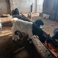 مشارکت-در-زمینه-دام