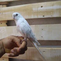 عروس هلندی نر آلبینو|پرنده|آران و بیدگل, |دیوار