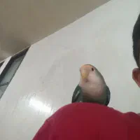 طوطی کوتوله یا برزیلی|پرنده|اهواز, زرگان|دیوار