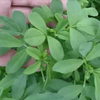 یونجه بذر ماران