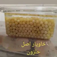 خاویار حلزون