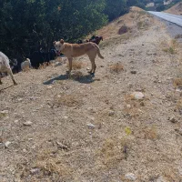 سلام واگذاری سه توله|سگ|گهواره, |دیوار