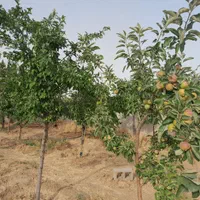 فروش زمین ۵۰۰ متری در گنبدواز|فروش زمین و ملک کلنگی|مشهد, گنبدواز|دیوار