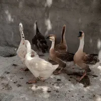 5عدد قوغاز