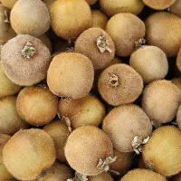 کیوی ریزبه قیمت روز خریداریم