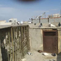 کفتر رنگه|پرنده|مشهد, ابوذر|دیوار