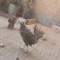 فروش مرغ سلطان|حیوانات مزرعه|اصفهان, پوریای ولی|دیوار