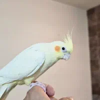 عروس هلندی پاریس گرینچیک مرغ عشق ملنگو|پرنده|شاهین‌شهر, فردوسی|دیوار