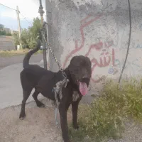 سگ سرابی گله ای