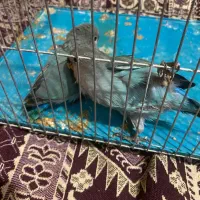 طوطی برزیلی سرلاکی