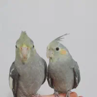 عروس هلندی
