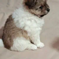 پامر خرسی ماده