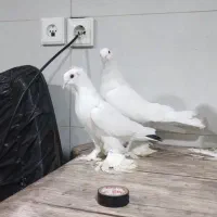 کبوتر لوتی پاچا بلند|پرنده|مرند, |دیوار