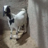 بز سه قلوزا ضمانتی