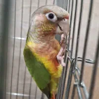 طوطی گرینچیک نر