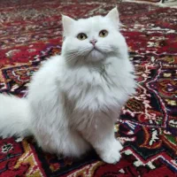 گربه پرشین ۲ ماهه|گربه|تبریز, |دیوار