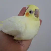 عروس هلندی رام رام مفت