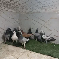 کفتر غریب شهرستانی