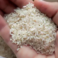 برنج نیم دانه هاشمی درجه یک گیلان|خوردنی و آشامیدنی|تهران, وحیدیه|دیوار