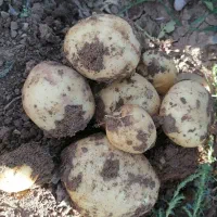 فروش سیب زمینی