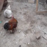 یک جفت مرغ و خروس کوشین|حیوانات مزرعه|تربت جام, امام|دیوار