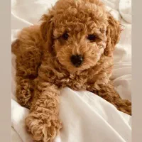 پانسیون سگ خانگی