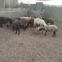 بره نر و ماده|حیوانات مزرعه|اژیه, |دیوار