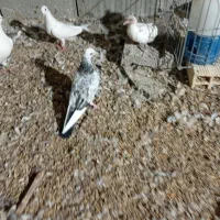 کبوتر پیتی|پرنده|بندرعباس, |دیوار