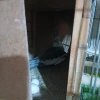 عروس هلندی|پرنده|اشتهارد, |دیوار