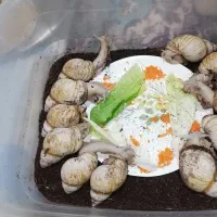 خزنده|خزنده|ارومیه, |دیوار