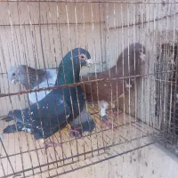 سار ..ساده|پرنده|مشهد, رضاییه|دیوار