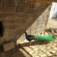 طاووس نر و ماده