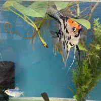 ماهی انجل کوی سایز بزرگ|ماهی|اصفهان, سعادت‌آباد|دیوار