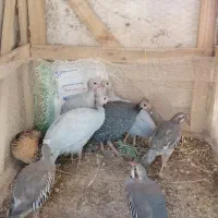 فروش 4 عدد مرغ شاخدار 6 ماهه|حیوانات مزرعه|شیراز, گلشن|دیوار